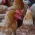 ferme_250000_poules