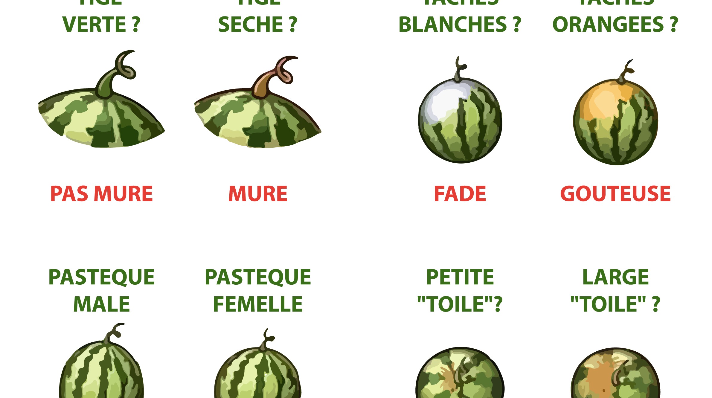 Comment choisir la pastèque parfaite en 5 étapes Comment choisir la pastèque parfaite en 5 étapes