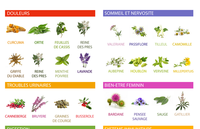 Fiche pratique: les bienfaits des plantes Fiche pratique: les bienfaits des plantes