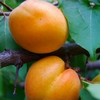 abricots