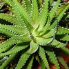 aloe_vera