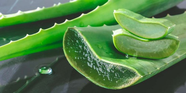 The numerous benefits of aloe vera for health