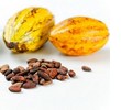 cacao