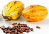 cacao