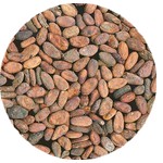 cacao