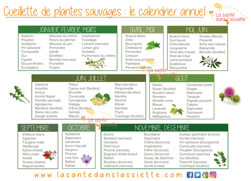 plantes_sauvages