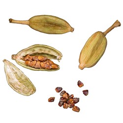 cardamome