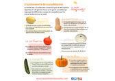 cucurbitacées