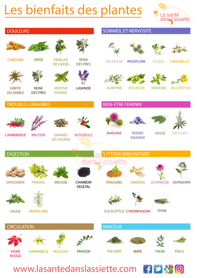 Signification Des Plantes Langage Des Fleurs Symbole Des Fleurs CQNXV