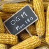 ogm_monsanto