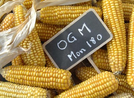 ogm_monsanto