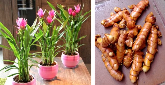 curcuma