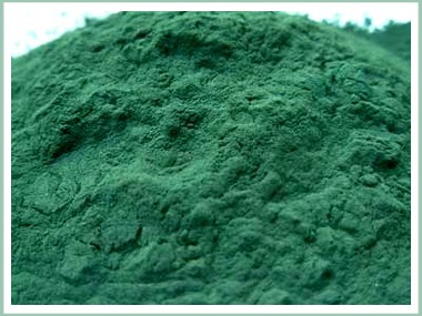 spiruline_algue